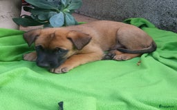 Mechelse Herder honden te koop: Puppy's Mechelse herder - mogen naar nieuw huisje - Afbeelding 14