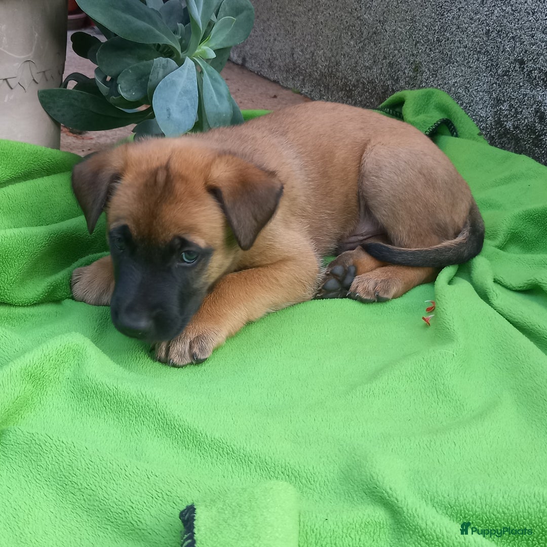 Mechelse Herder honden te koop: Puppy's Mechelse herder - mogen naar nieuw huisje - Afbeelding 14