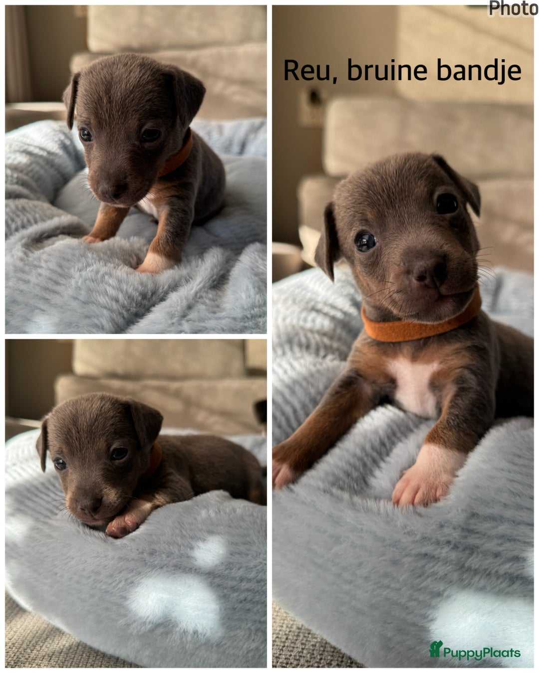 Jack Russel Terriër honden te koop: Jack russel pups - Advertentie 12