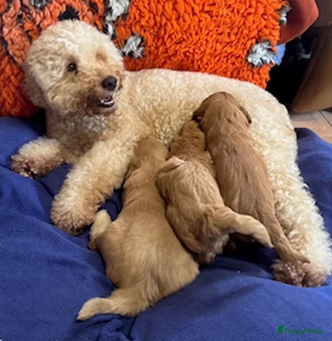 Australian Labradoodle honden te koop: te koop Australian labradoodles - Advertentie 2