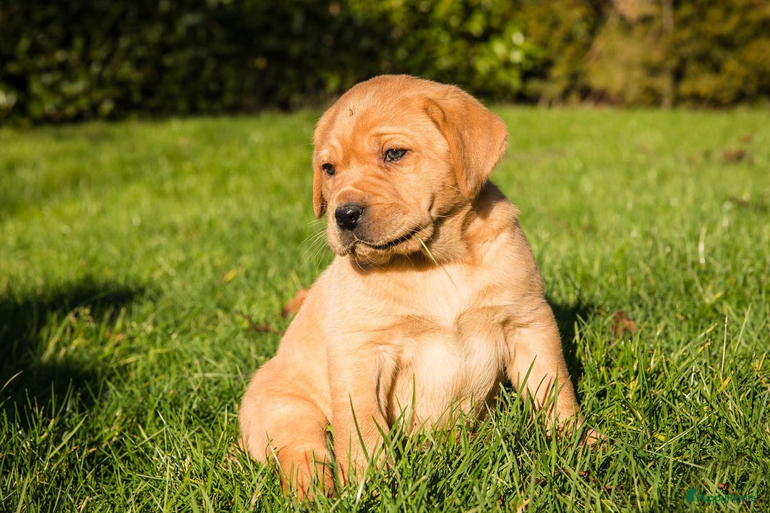 Labrador Retriever honden te koop: Redfox labradorpups  - Advertentie 5