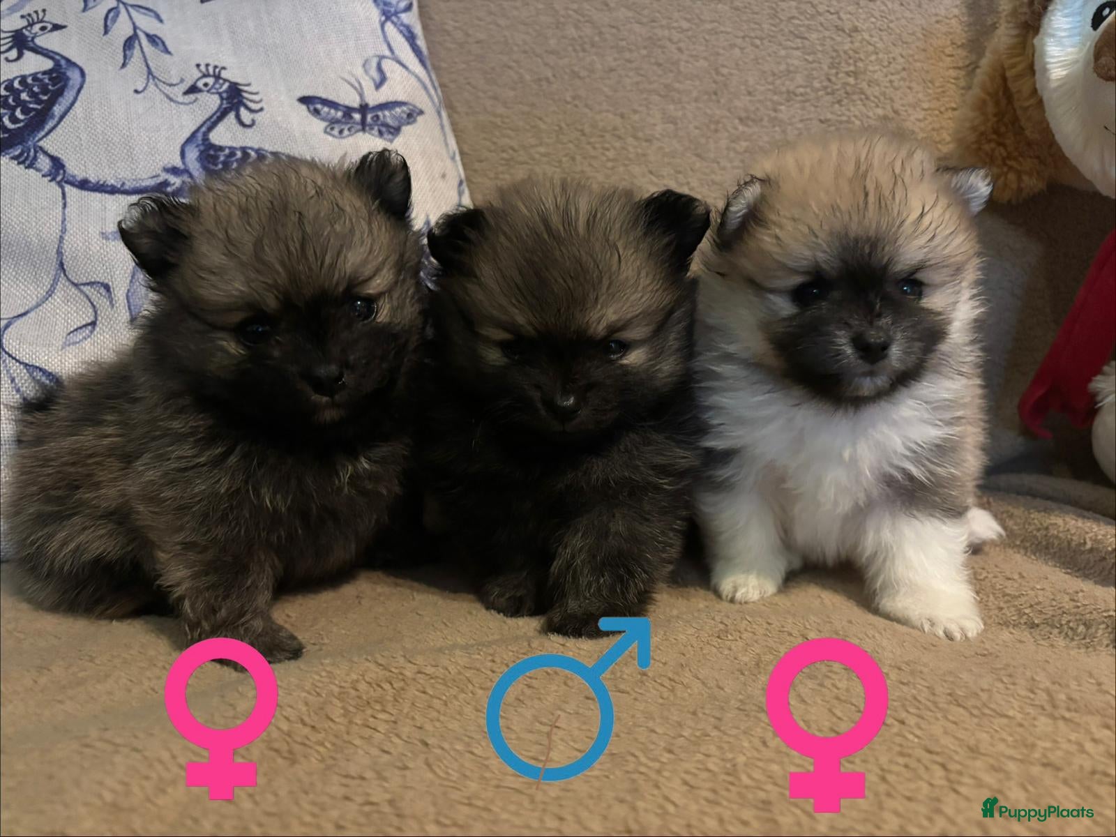 Pomeriaan honden Schattige Pomeriaanpups  - Advertentie 3