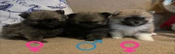 Pomeriaan honden te koop: Schattige Pomeriaanpups  in Putte - Advertentie 1