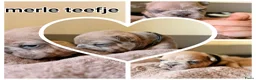 Franse Bulldog honden te koop: Franse bulldog pupjes - Advertentie 29