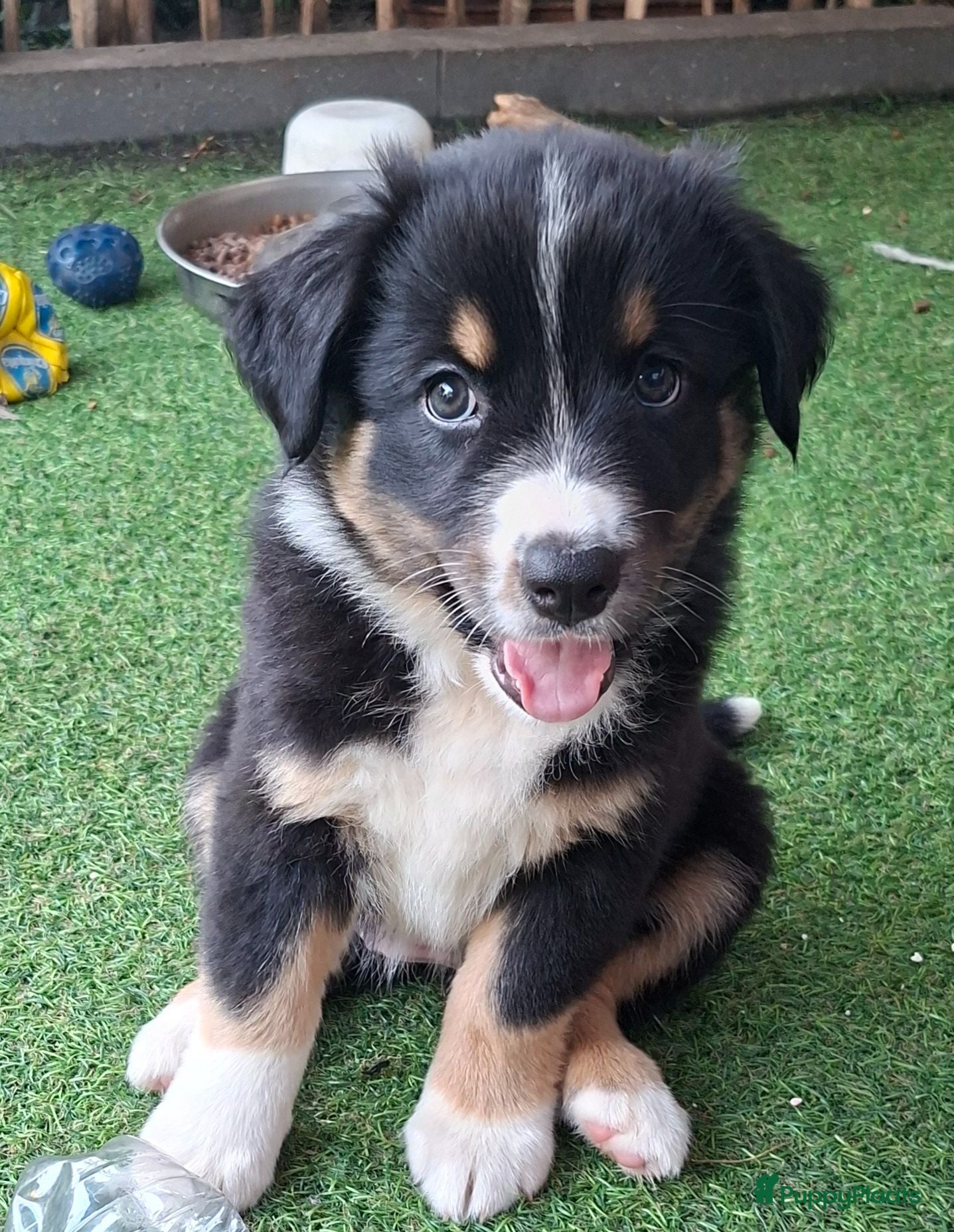 Australian Shepherd honden (8 weken oud reutje) 1  austrailian shepherds pups - Advertentie 1