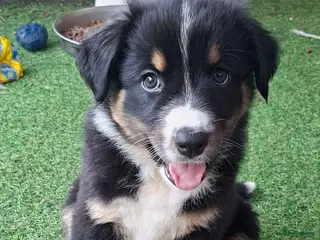 Australian Shepherd honden (8 weken oud reutje) 1 austrailian shepherds pups - Advertentie 2