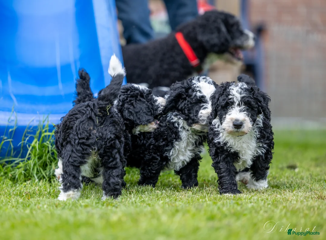 Galerij afbeelding {{count}}