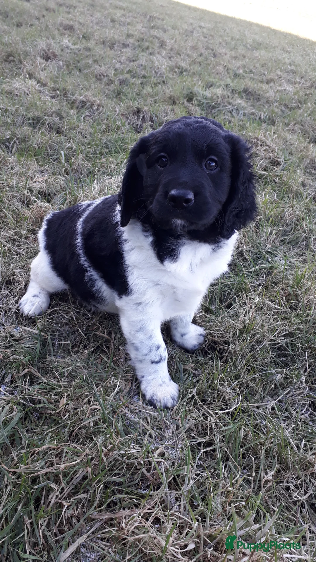 Kruising honden te koop: Enthousiaste Labrador X Friese Stabij pups - Advertentie 11