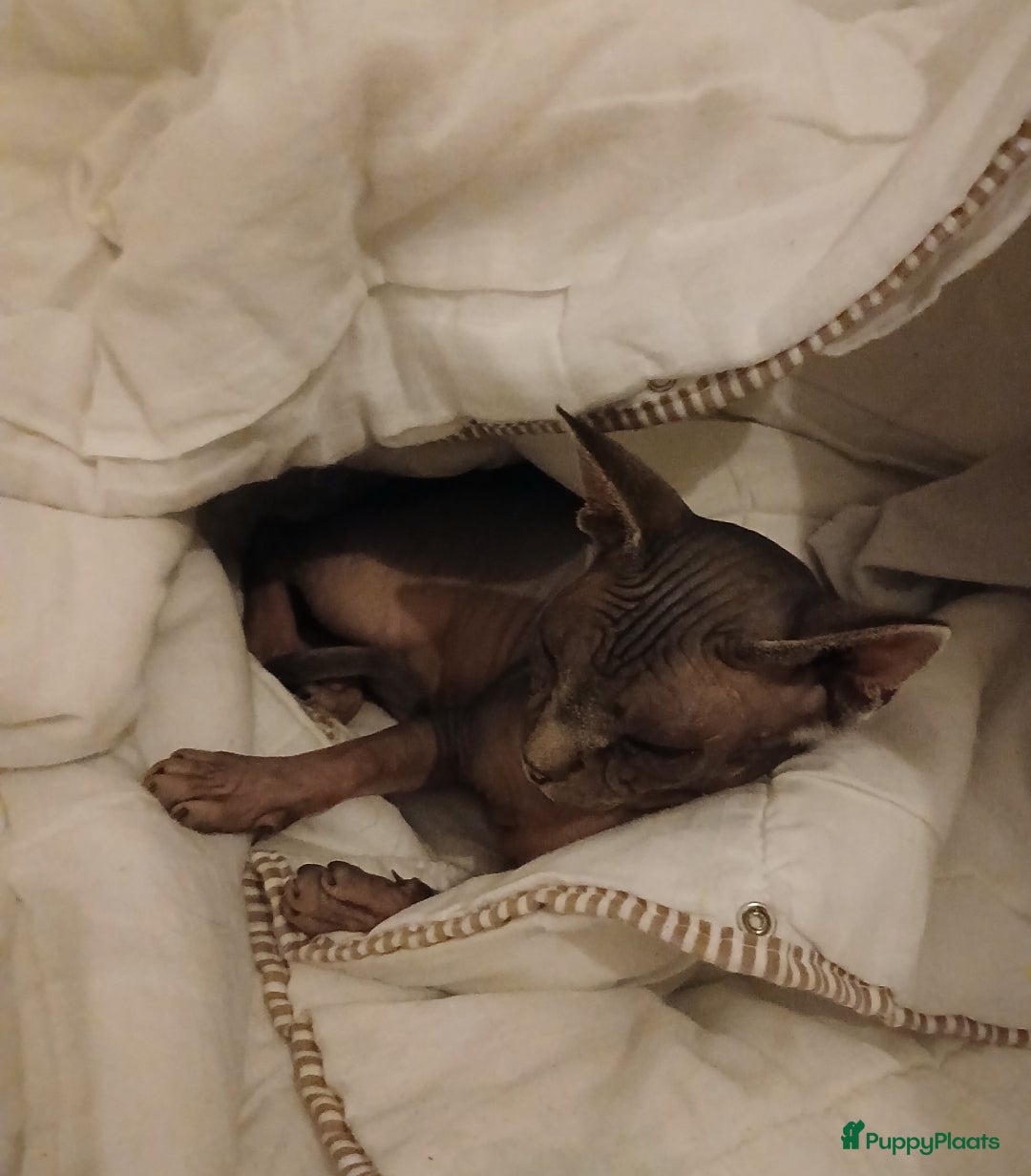 Overig honden te koop: Sphynx kat Shilha zoekt een huisje  - Advertentie 3