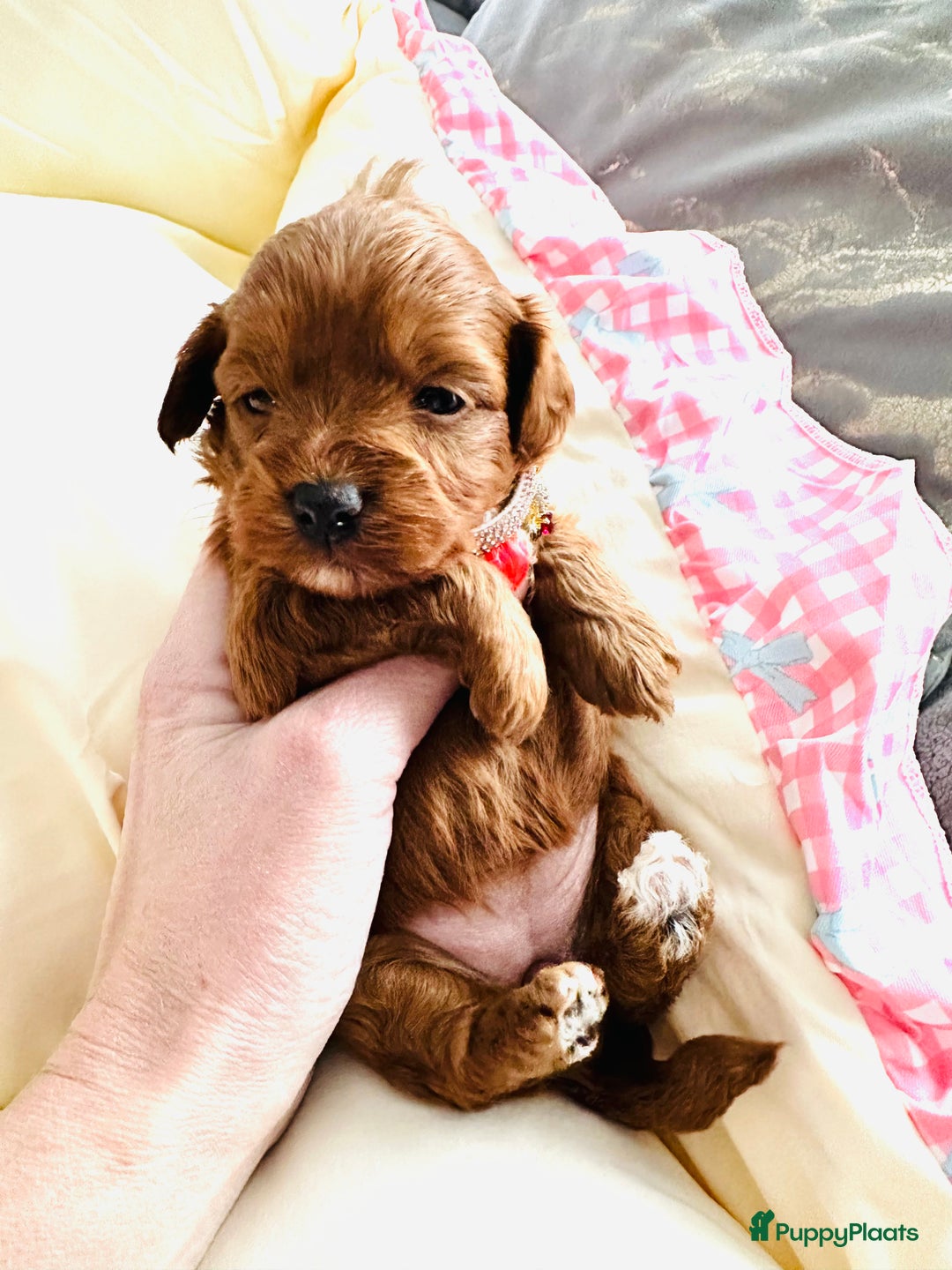 Maltipoo honden te koop: MALTIPOO pups te reserveren bijna 5 weken oud - Advertentie 5