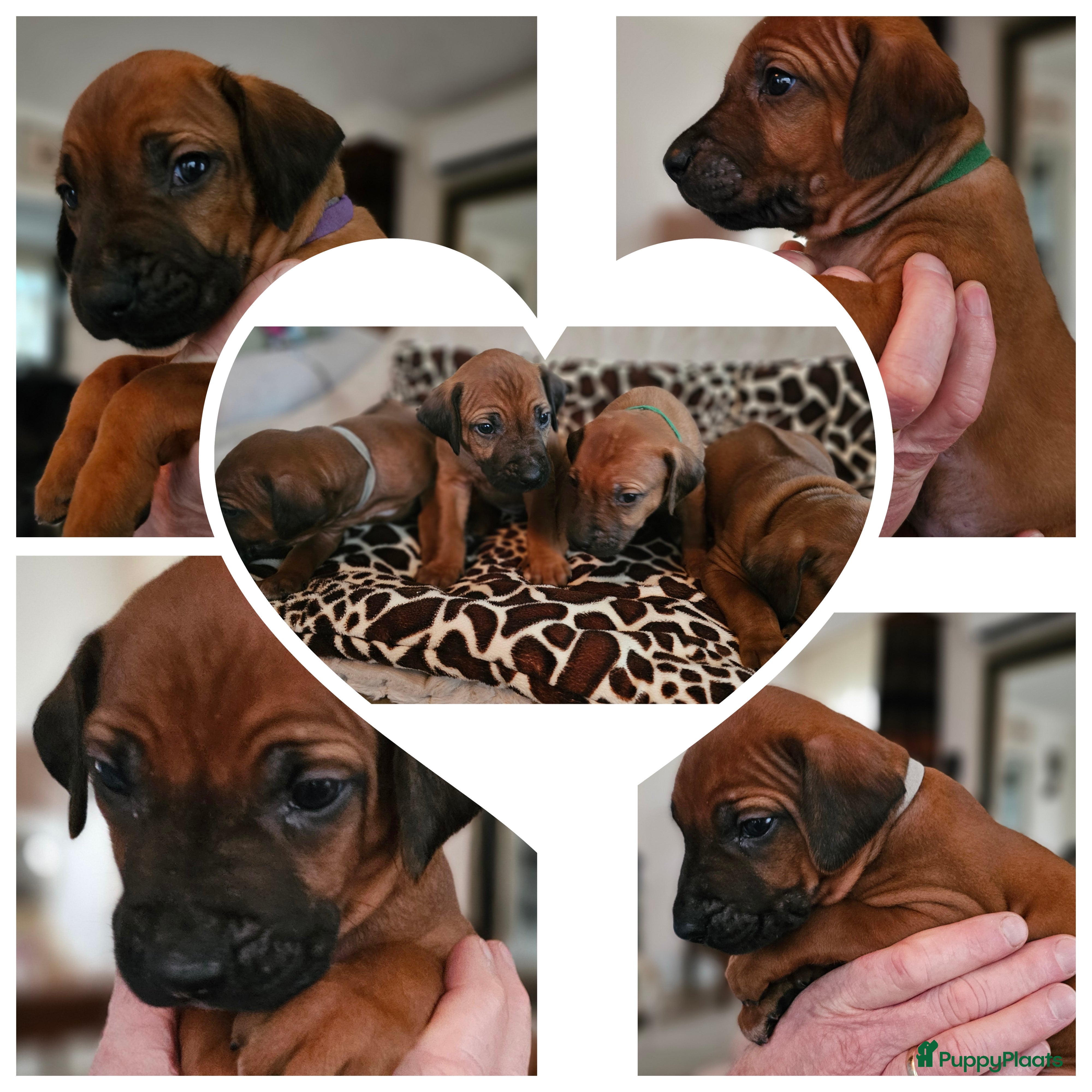 Rhodesian Ridgeback honden Rhodesian Ridgeback reutjes (keuze uit 4) - Advertentie 2