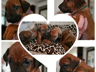 Rhodesian Ridgeback honden Rhodesian Ridgeback reutjes (keuze uit 4) - Advertentie 2