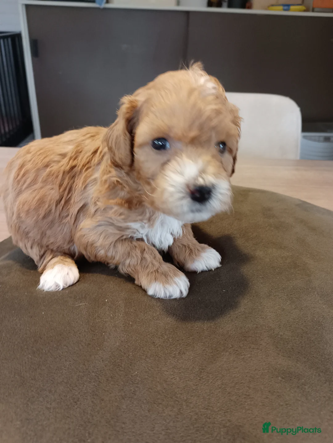 Maltipoo honden te koop: Maltipoo pups beschikbaar  - Advertentie 3