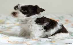 Yorkshire Terriër honden te koop: Yorkshire Terriër pups zoeken een liefdevol thuis! in Kortrijk - Afbeelding 4