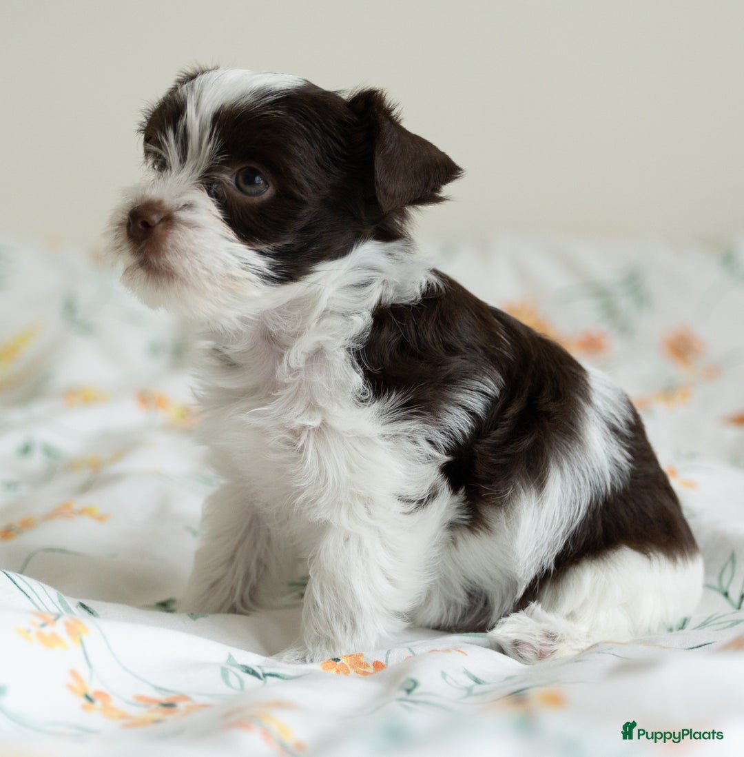 Yorkshire Terriër honden te koop: Yorkshire Terriër pups zoeken een liefdevol thuis! in Kortrijk - Afbeelding 4