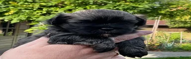 Boomer 1