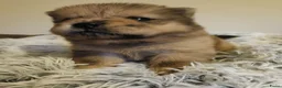Chow Chow honden te koop: Super leuke MINI CHOW CHOWS in Baexem - Advertentie 5