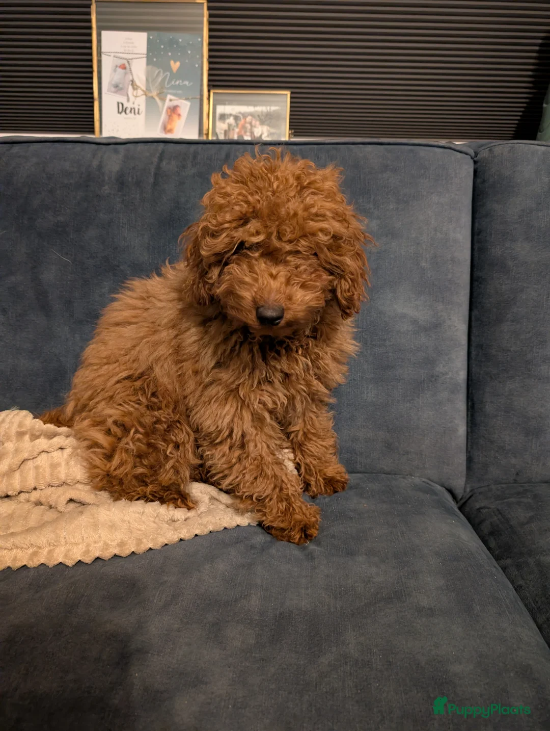 Kruising honden te koop: Toy poedel reutje 16 weken in IJmuiden - Advertentie 10