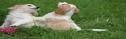 Kruising honden te koop: Kruising Cavalier King Charles Spaniel - Advertentie 9