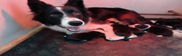 Border Collie honden te koop: Border Collie pups met FCI stamboom - Advertentie 6