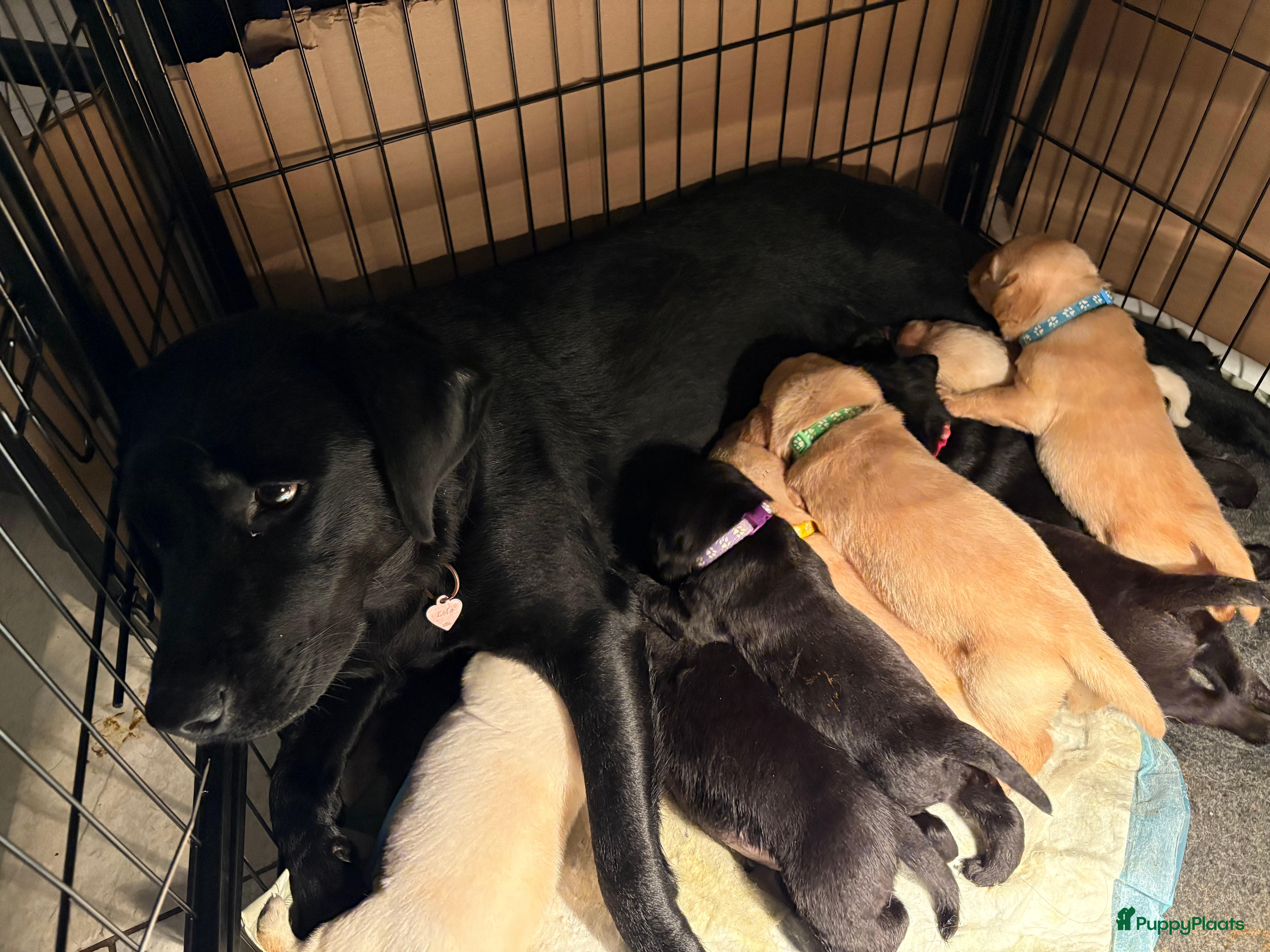 Labrador Retriever honden 🐶 9 Prachtige Labrador pups geboren op 15 feb - Advertentie 14