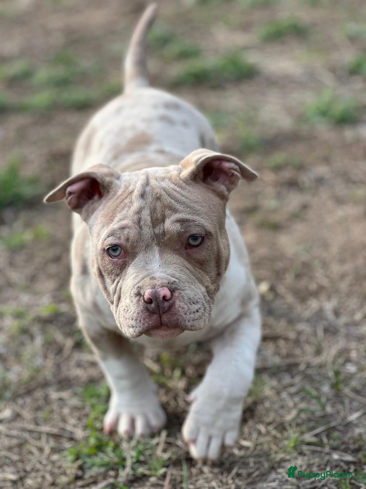 Amerikaanse Bully honden American Bully Pocket - Advertentie 2