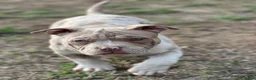 Amerikaanse Bully honden te koop: American Bully Pocket - Advertentie 1