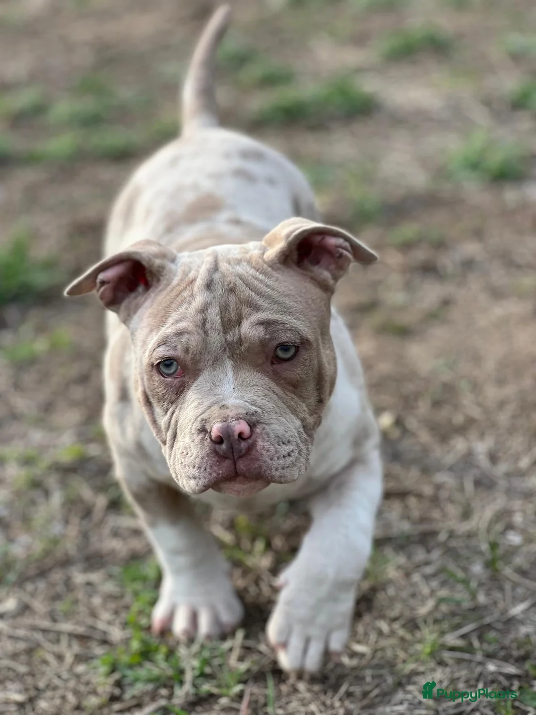 Amerikaanse Bully honden te koop: American Bully Pocket - Advertentie 1