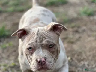 Amerikaanse Bully honden American Bully Pocket - Advertentie 2