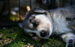 Australian Shepherd honden te koop: Australian Shepherd x Kelpie Pups in Maashees - Afbeelding 21