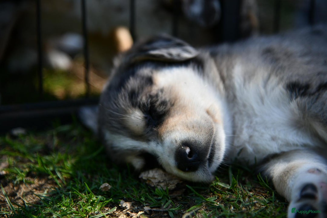 Australian Shepherd honden te koop: Australian Shepherd x Kelpie Pups in Maashees - Afbeelding 21