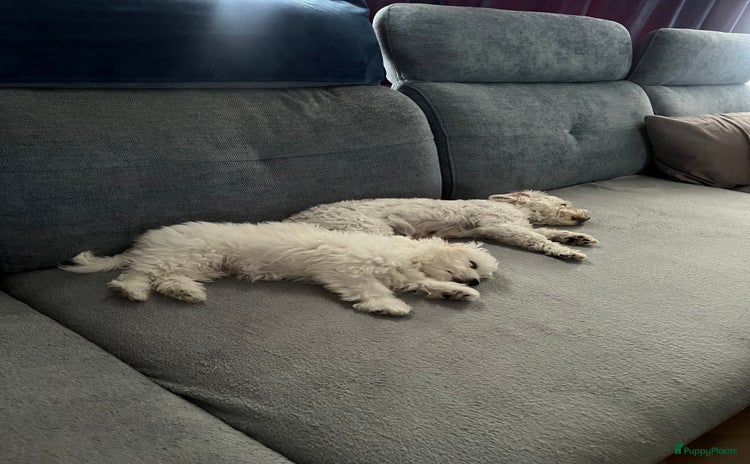 Maltezer honden - Advertentie 9