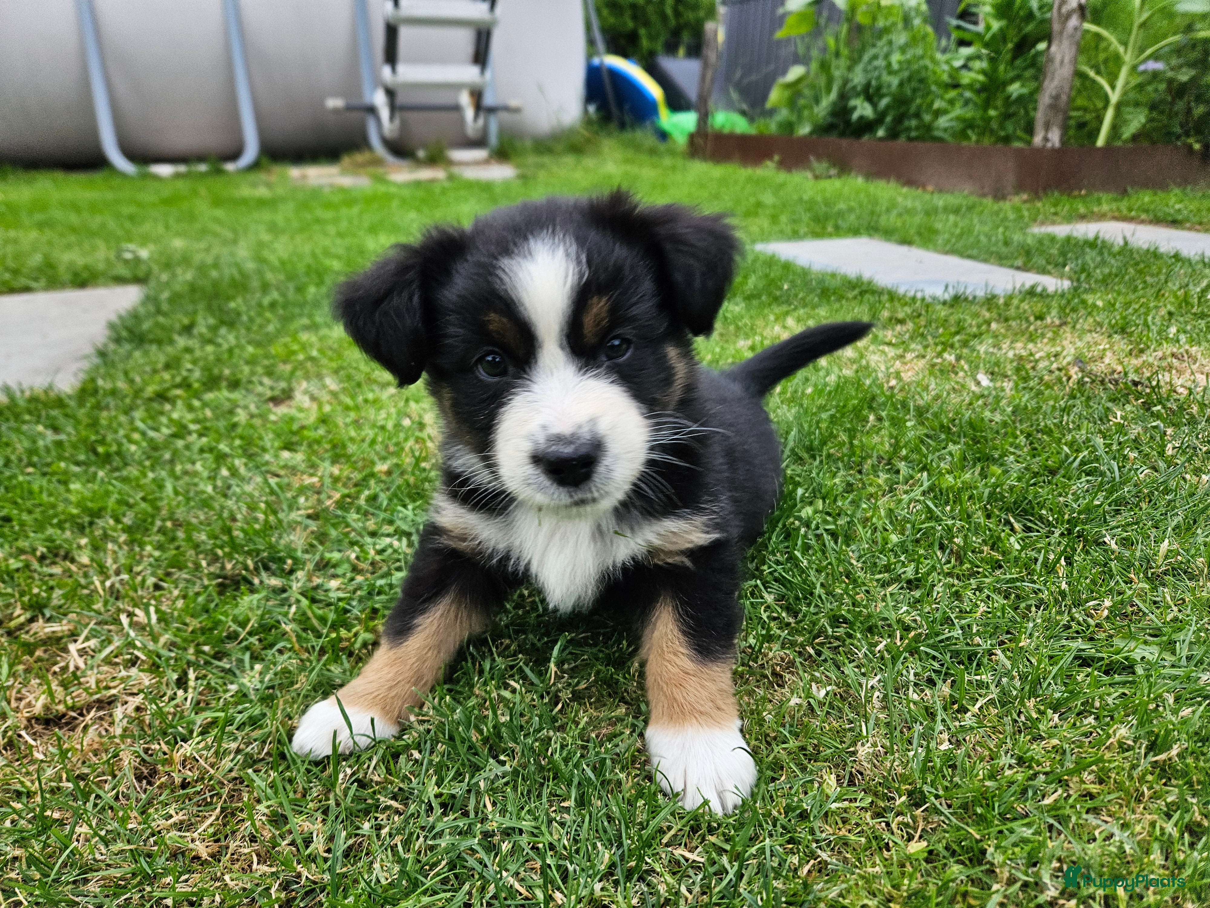 Australian Shepherd honden Prachtige mini Australian shepherd pups  - Advertentie 2