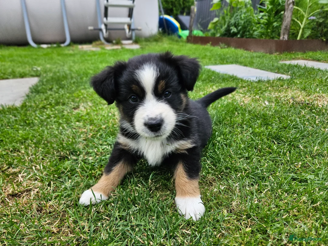 Australian Shepherd honden te koop: Prachtige mini Australian shepherd pups  - Advertentie 2