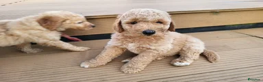 Labradoodle 4