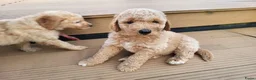Labradoodle honden te koop: Labradoodle pups te koop! - Advertentie 12