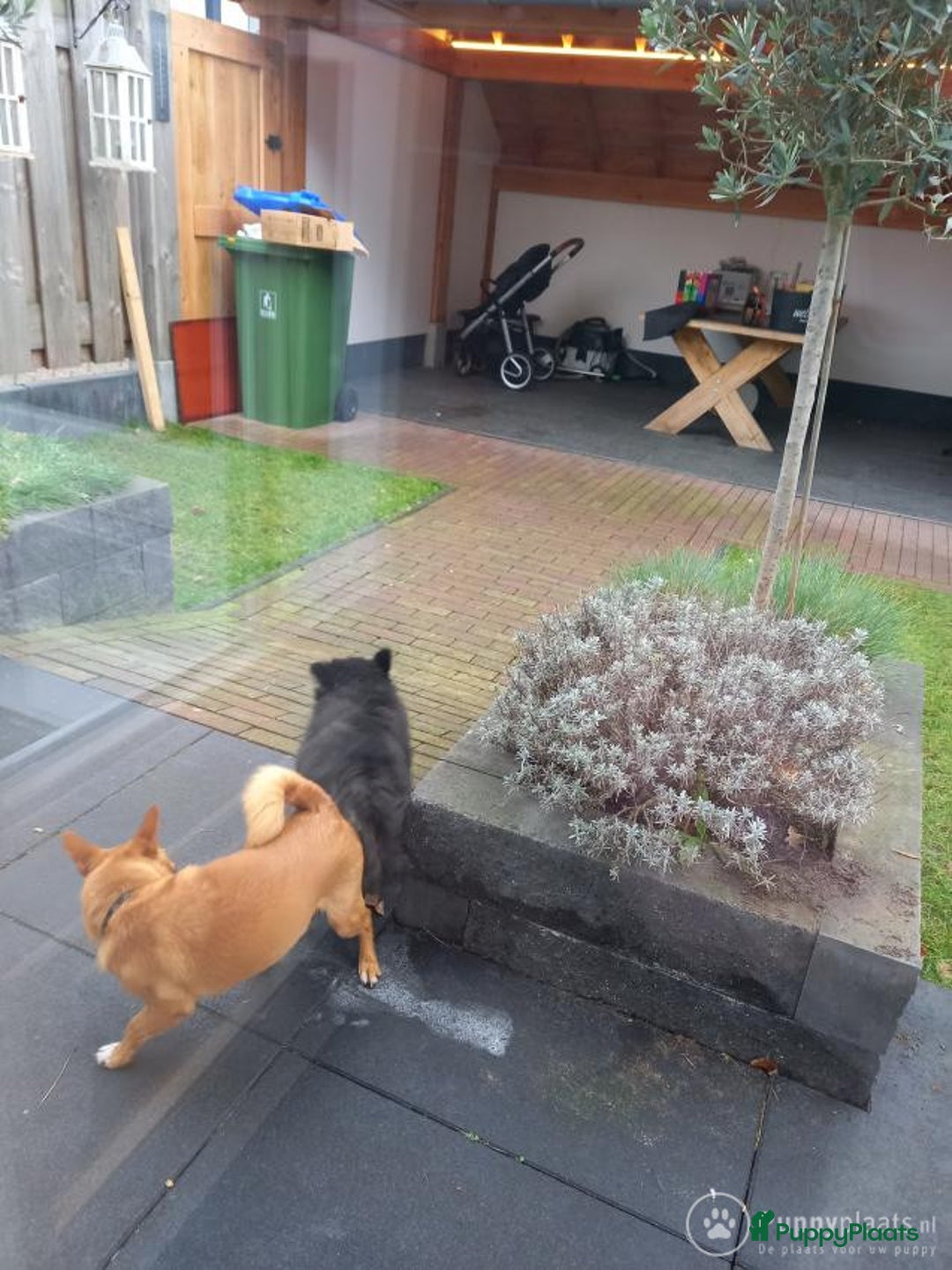 Pomchi honden ter dekking: Pomeriaan/chihuahua Dekreu in Wekerom - Afbeelding 2
