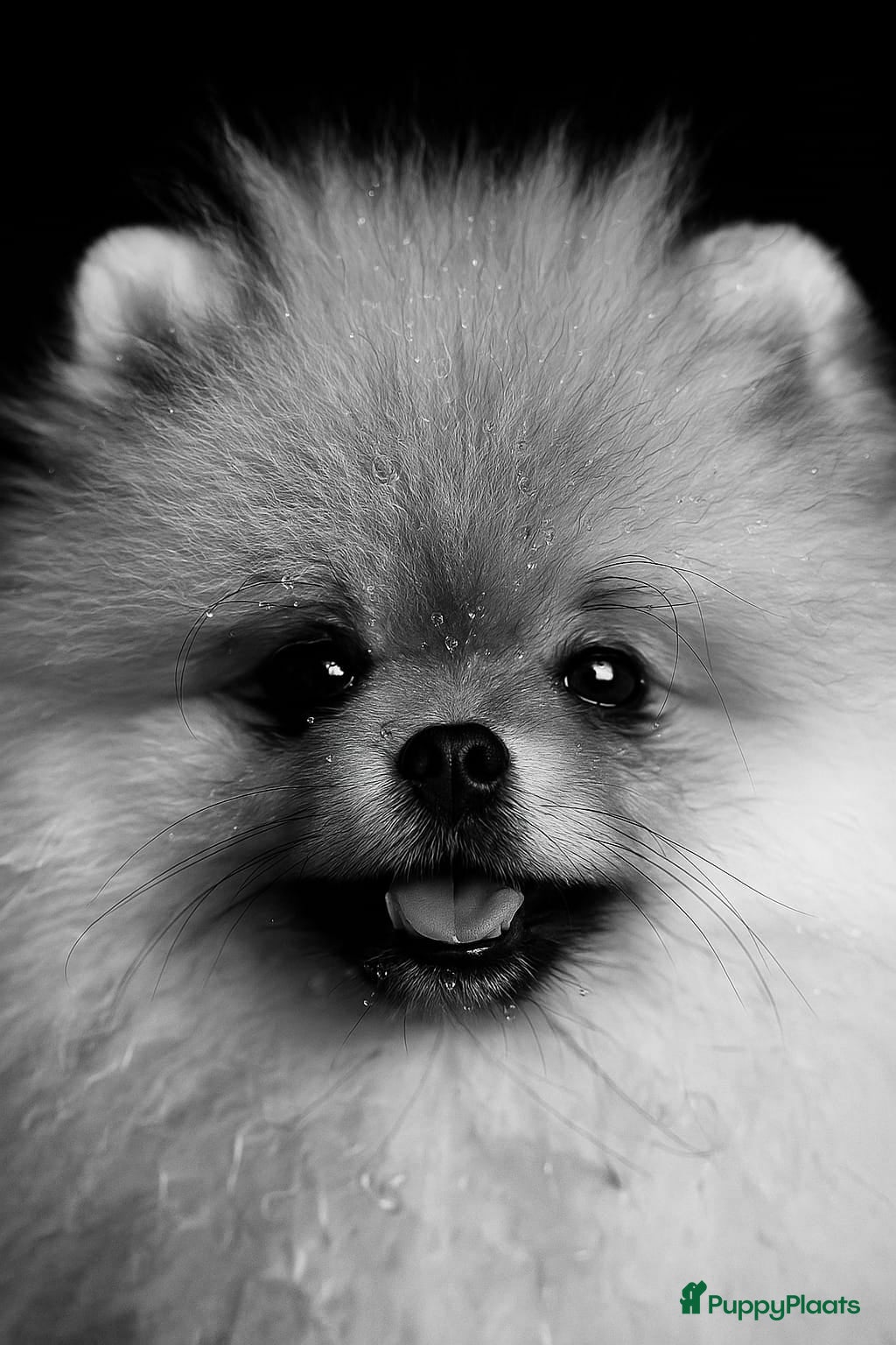 Pomeriaan honden dekreu met stamboom🥰 - Advertentie 7