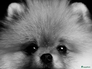 Pomeriaan honden ter dekking: dekreu met stamboom🥰 - Advertentie 2