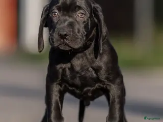 Kruising honden Prachtige labrador X vizsla pups - Advertentie 1