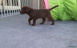 Labrador Retriever honden te koop: Bruin reutje - Afbeelding 15