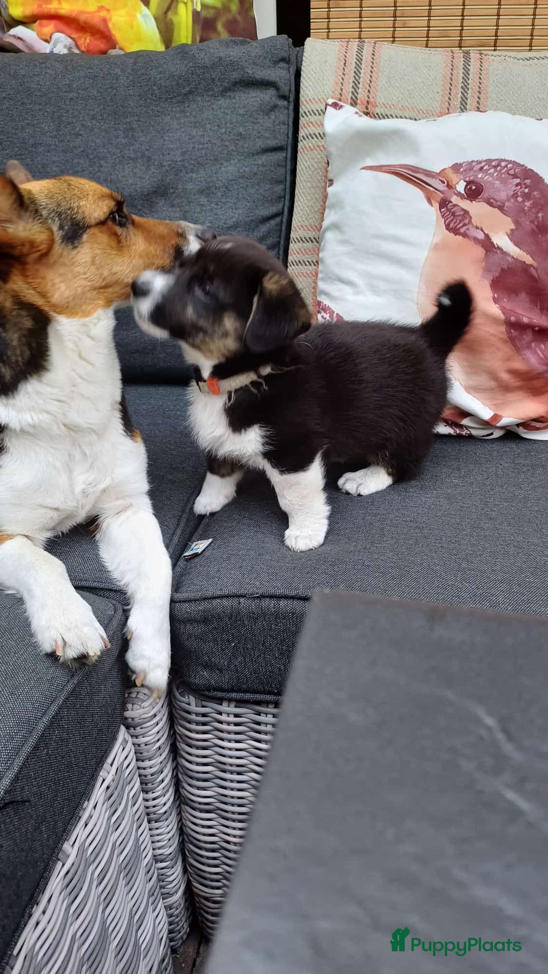 Welsh Corgi Cardigan honden te koop: 2 Welsh Corgi Cardigan pups te koop! in Barneveld - Afbeelding 10