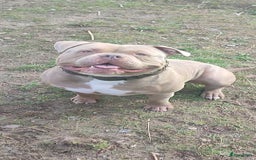 Amerikaanse Bully honden ter dekking: American bully ter dekking aangeboden - Advertentie 2