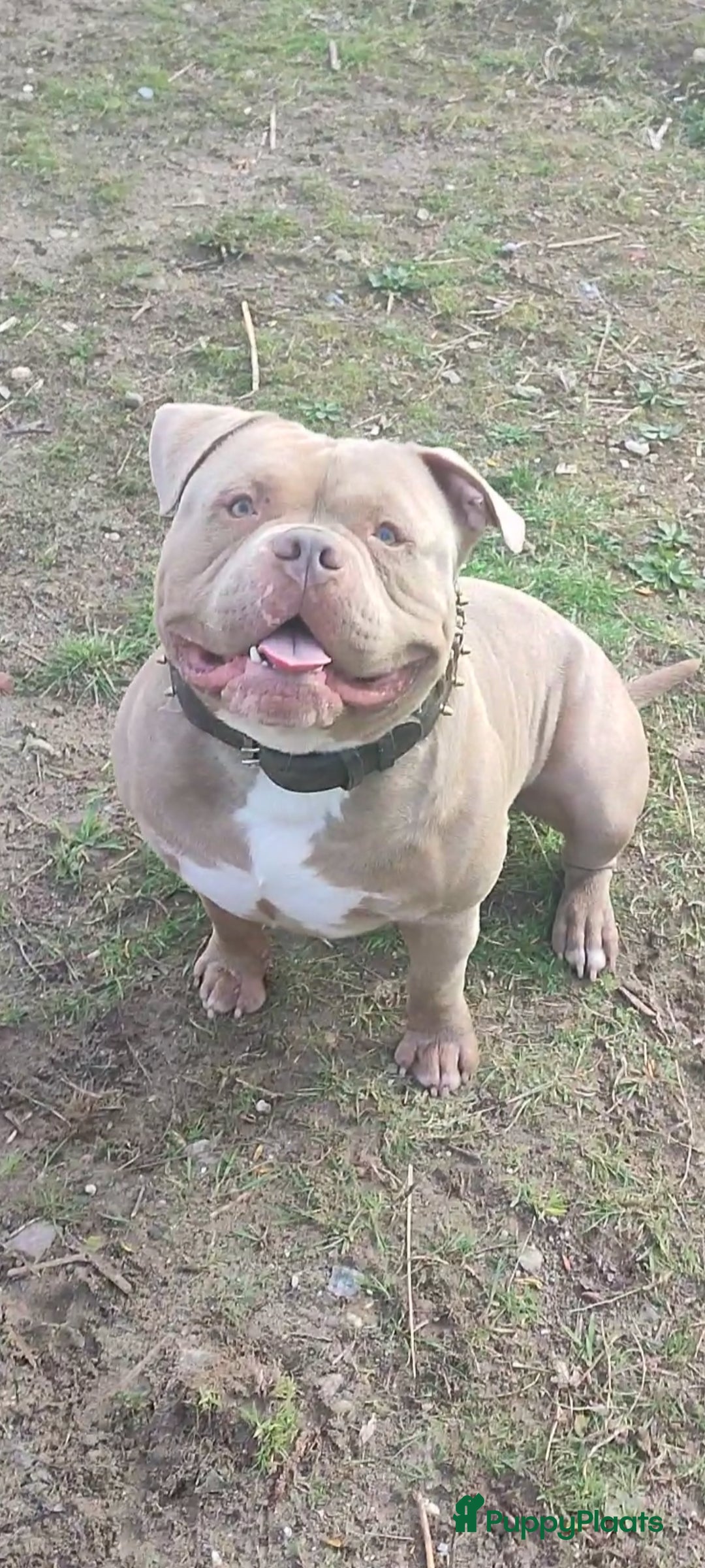 Amerikaanse Bully honden ter dekking: American bully ter dekking aangeboden - Advertentie 2