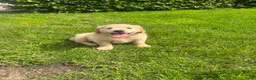 Golden Retriever honden te koop: 3 prachtige golden retriever teefjes oudersgetest  - Advertentie 1