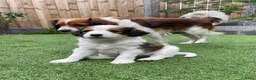 Kooikerhondje honden te koop: Kooiker pups Kooikerhondje  - Advertentie 11