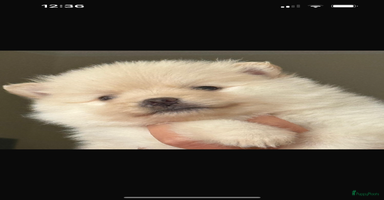 Pomeriaan honden - Advertentie 14
