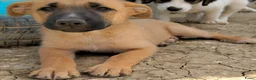 Kruising honden ter adoptie: Rebel een schat van een hondje zoekt een baasje  - Advertentie 7