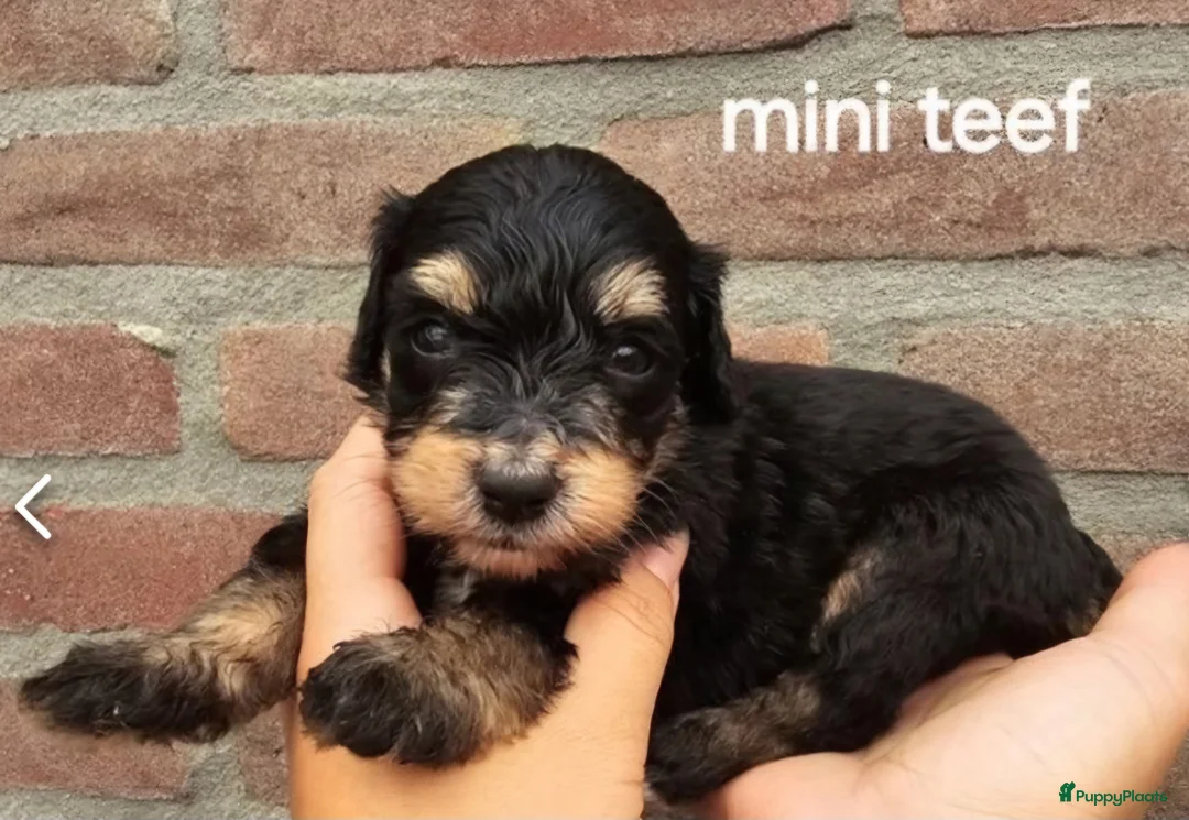 Dwergpoedel honden ter dekking: merle dekreu dwergpoedel in Budel - Advertentie 9