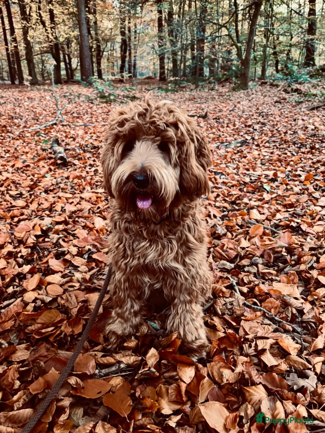 Australian Labradoodle honden te koop: Medium Australian Labradoodle pup nestaankondiging - Advertentie 15